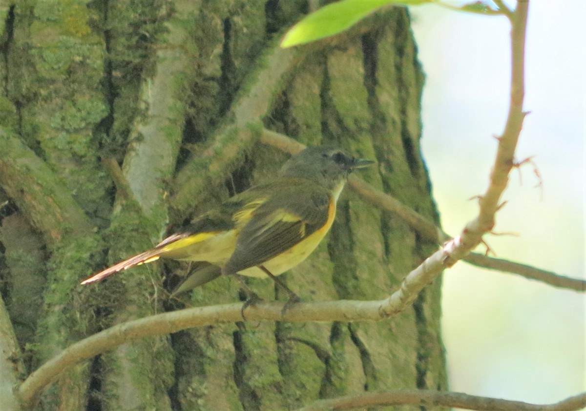 American Redstart - ML340603351