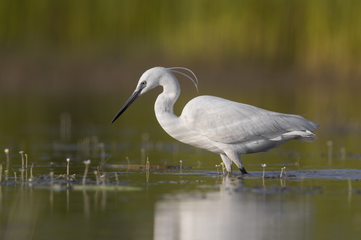 Little Egret - Marco Valentini