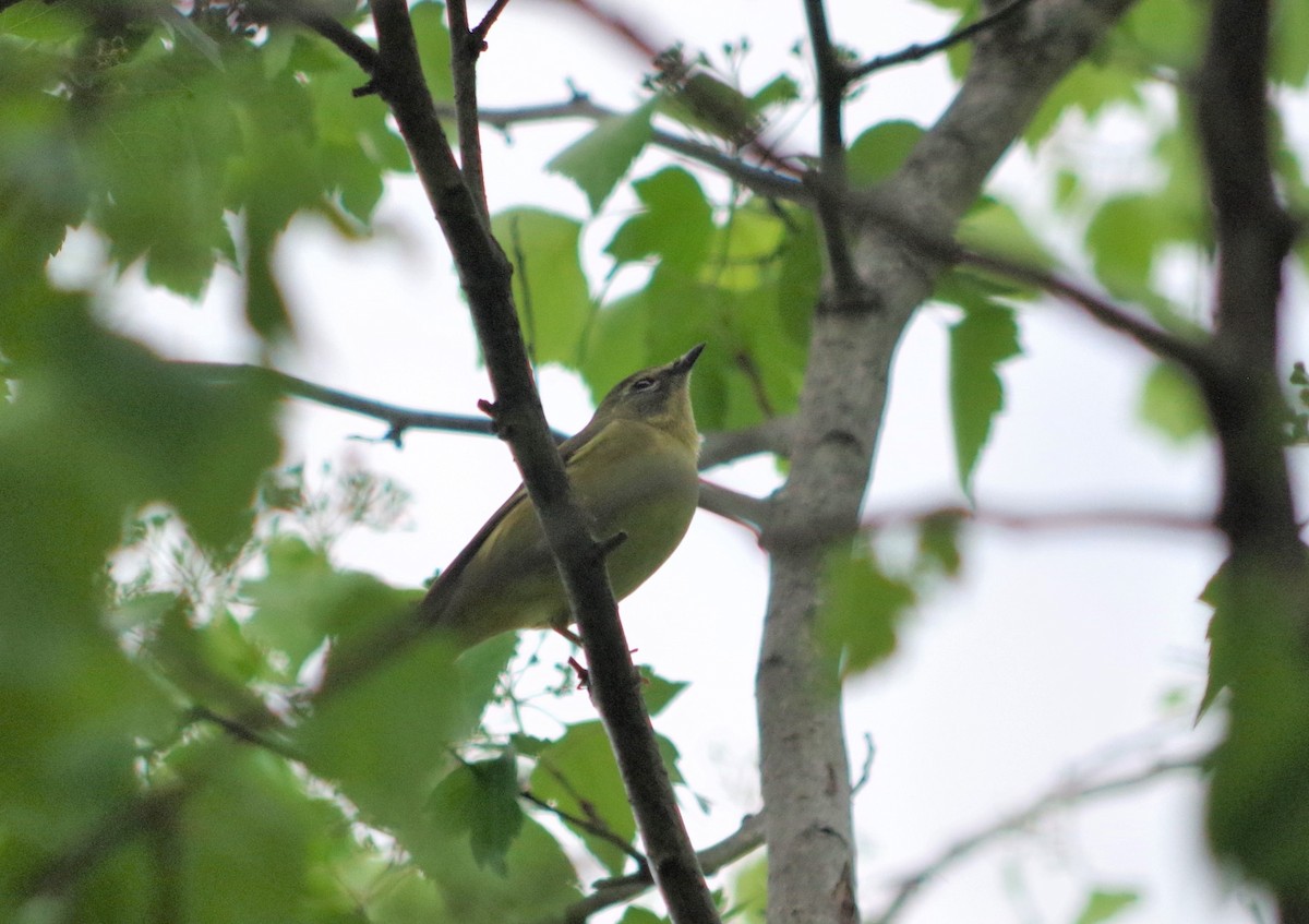 Black-throated Blue Warbler - ML340604291