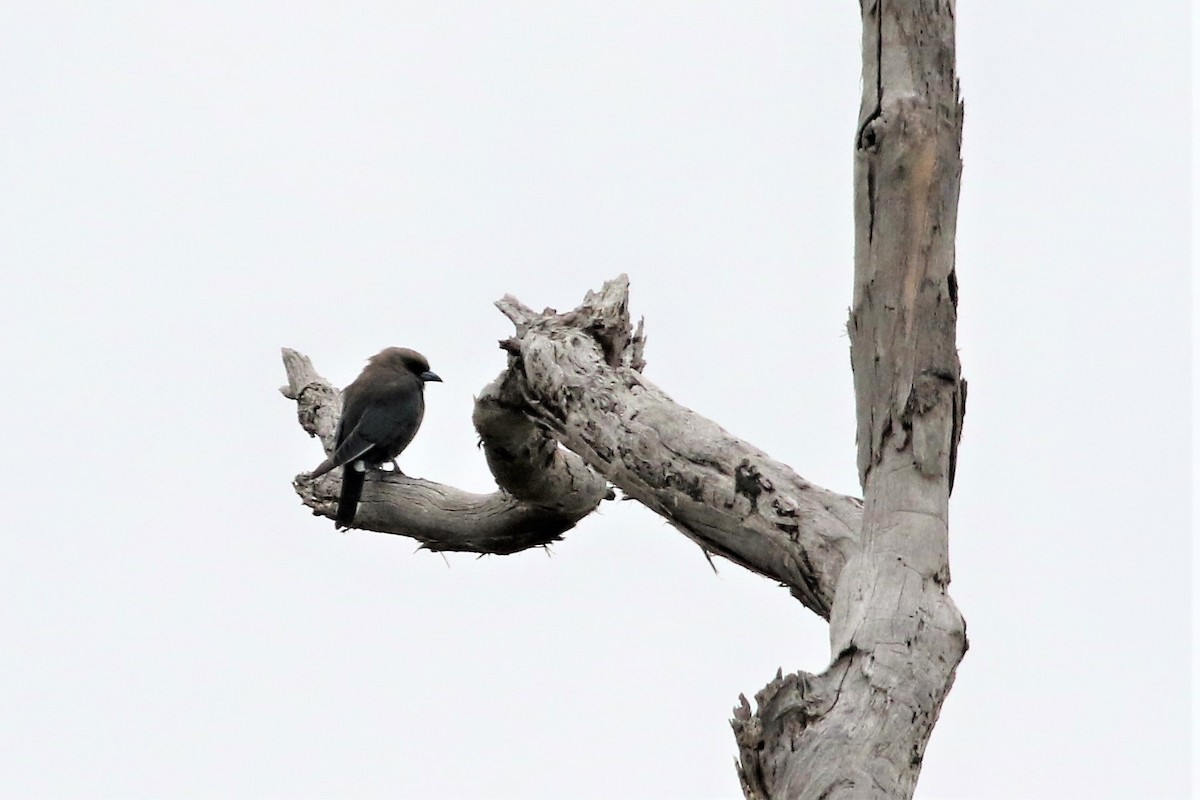 Golondrina Arborícola - ML340604311