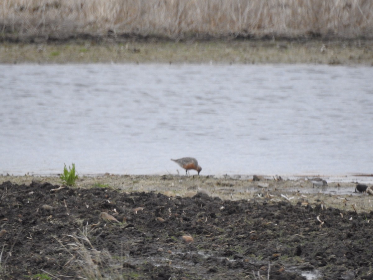 Red Knot - ML340605561
