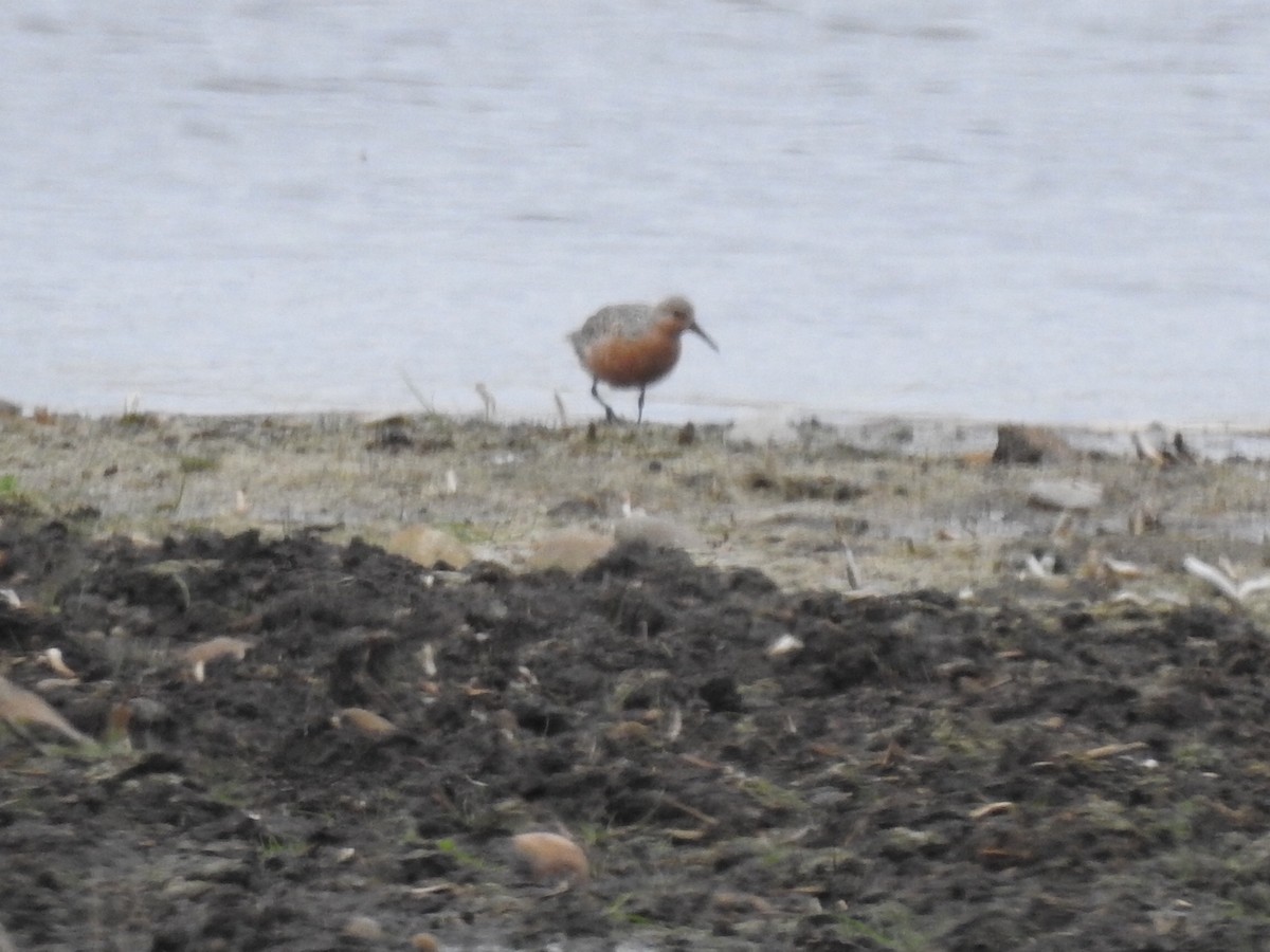 Red Knot - ML340605591