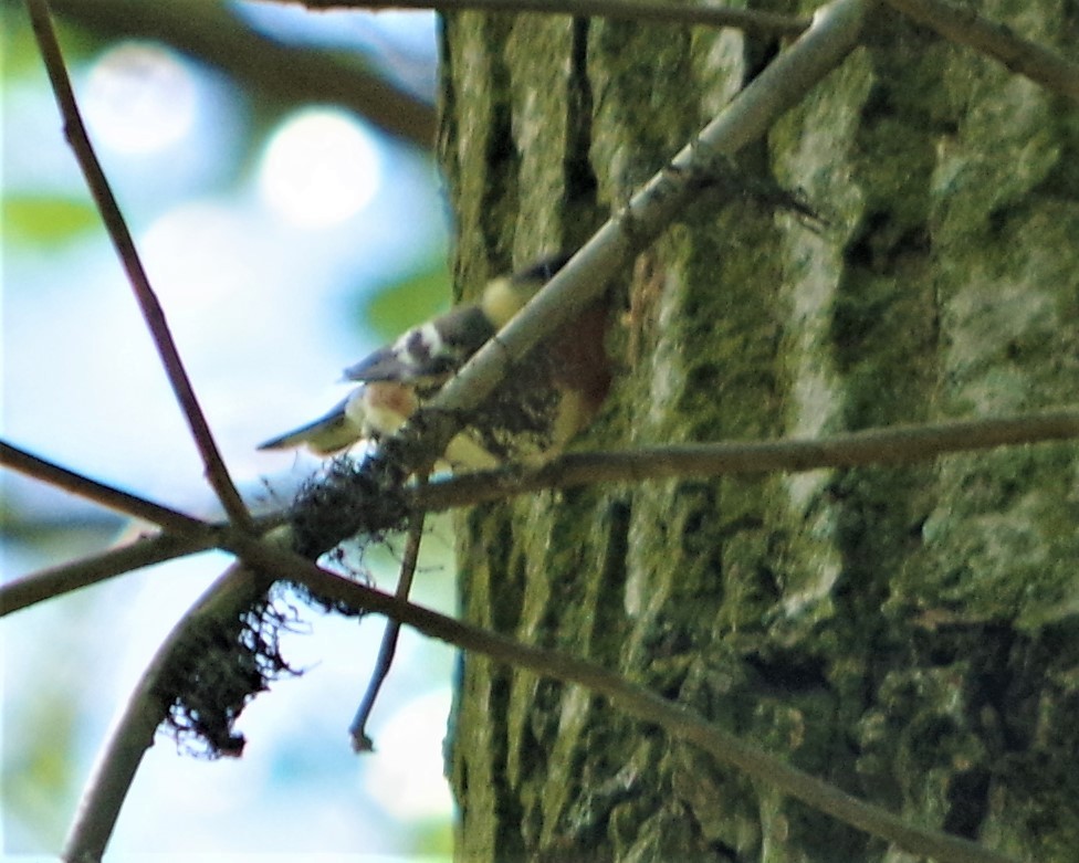 Bay-breasted Warbler - ML340605601