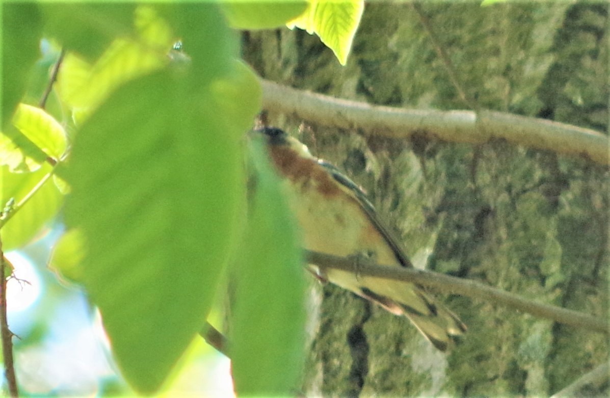 Bay-breasted Warbler - ML340605681