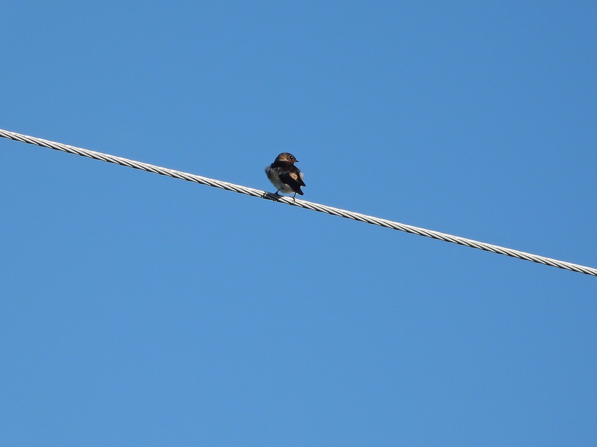 Cliff Swallow - ML34060601