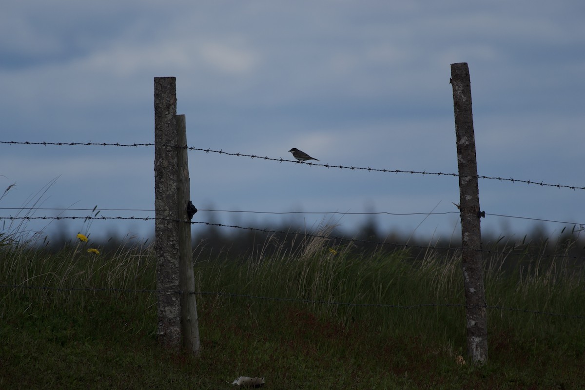 Eastern Kingbird - Paul Gould