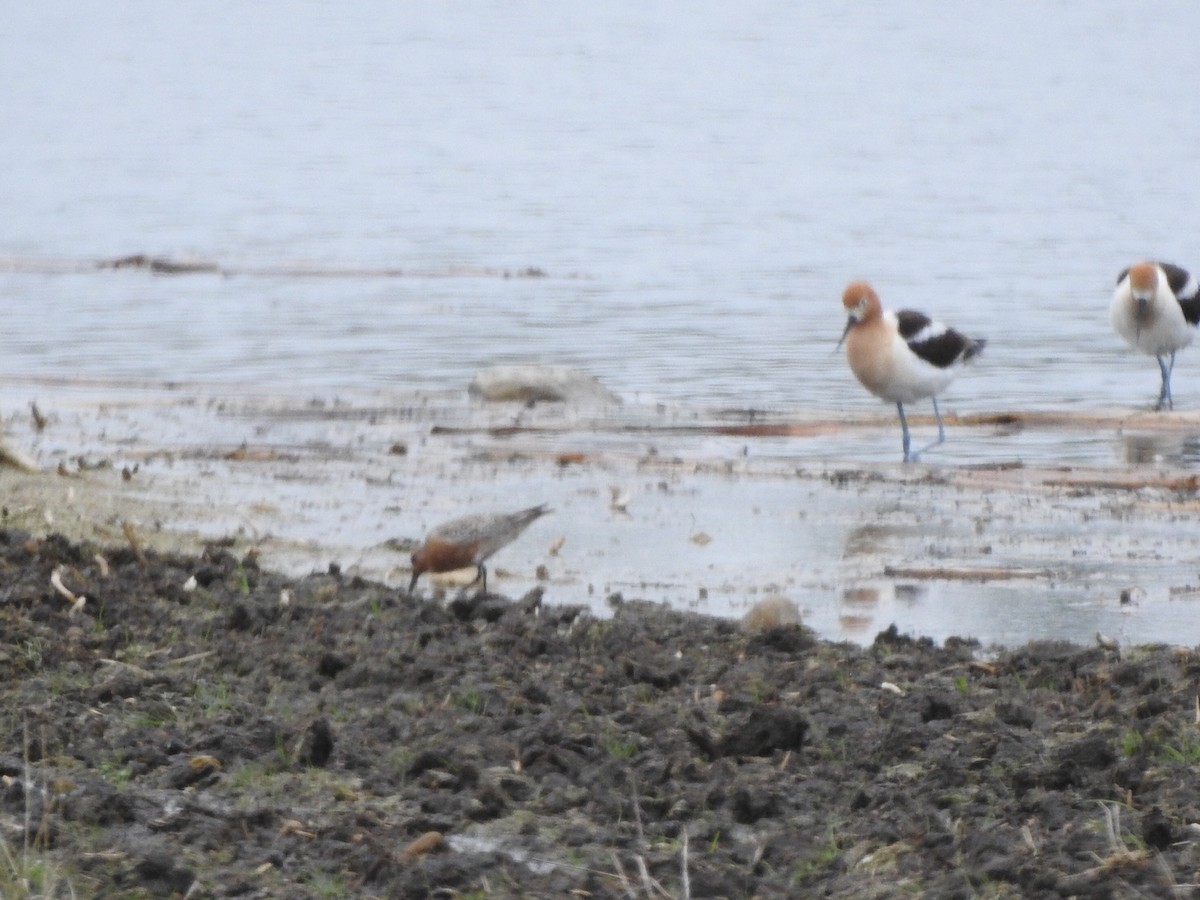 Red Knot - ML340607991