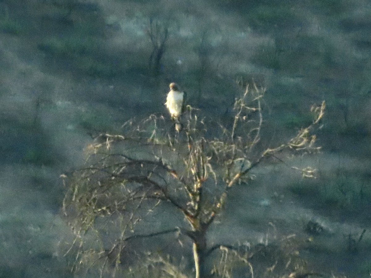 Red-tailed Hawk - Babs Buck