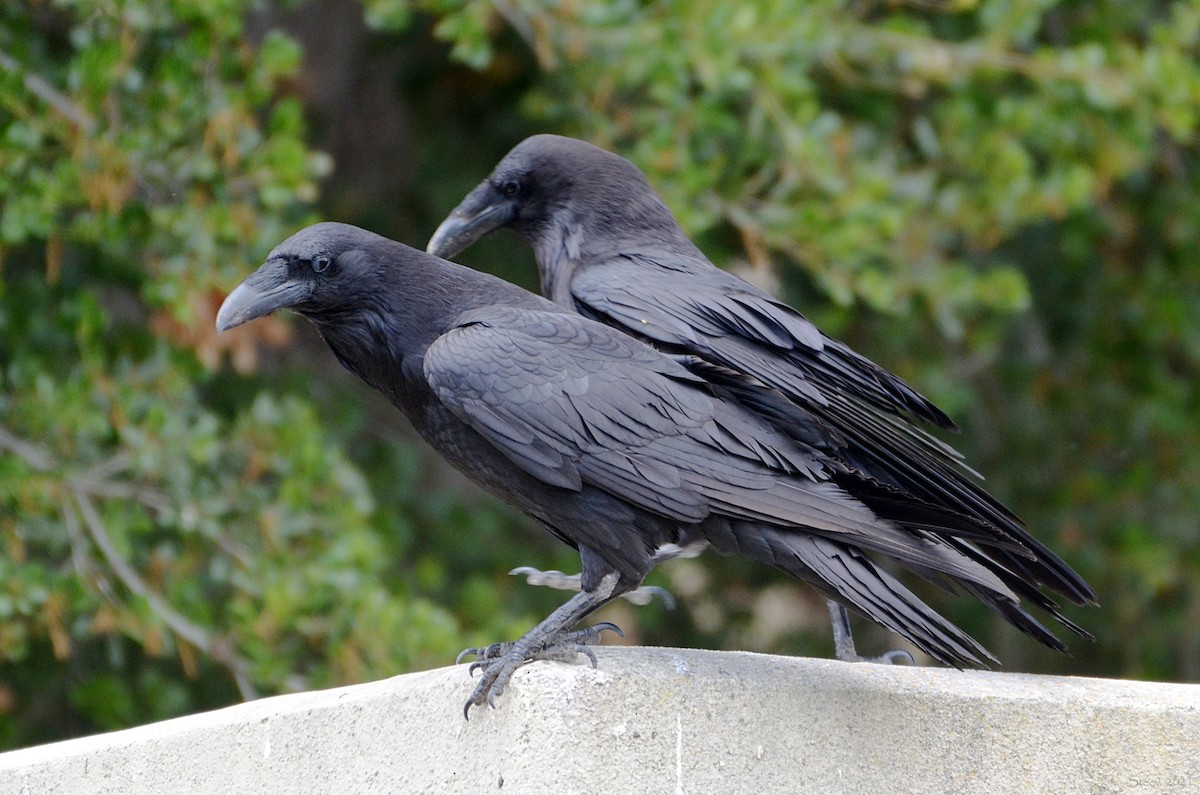 Common Raven - ML340609211