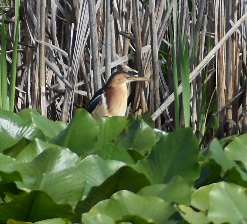 Least Bittern - ML340609271