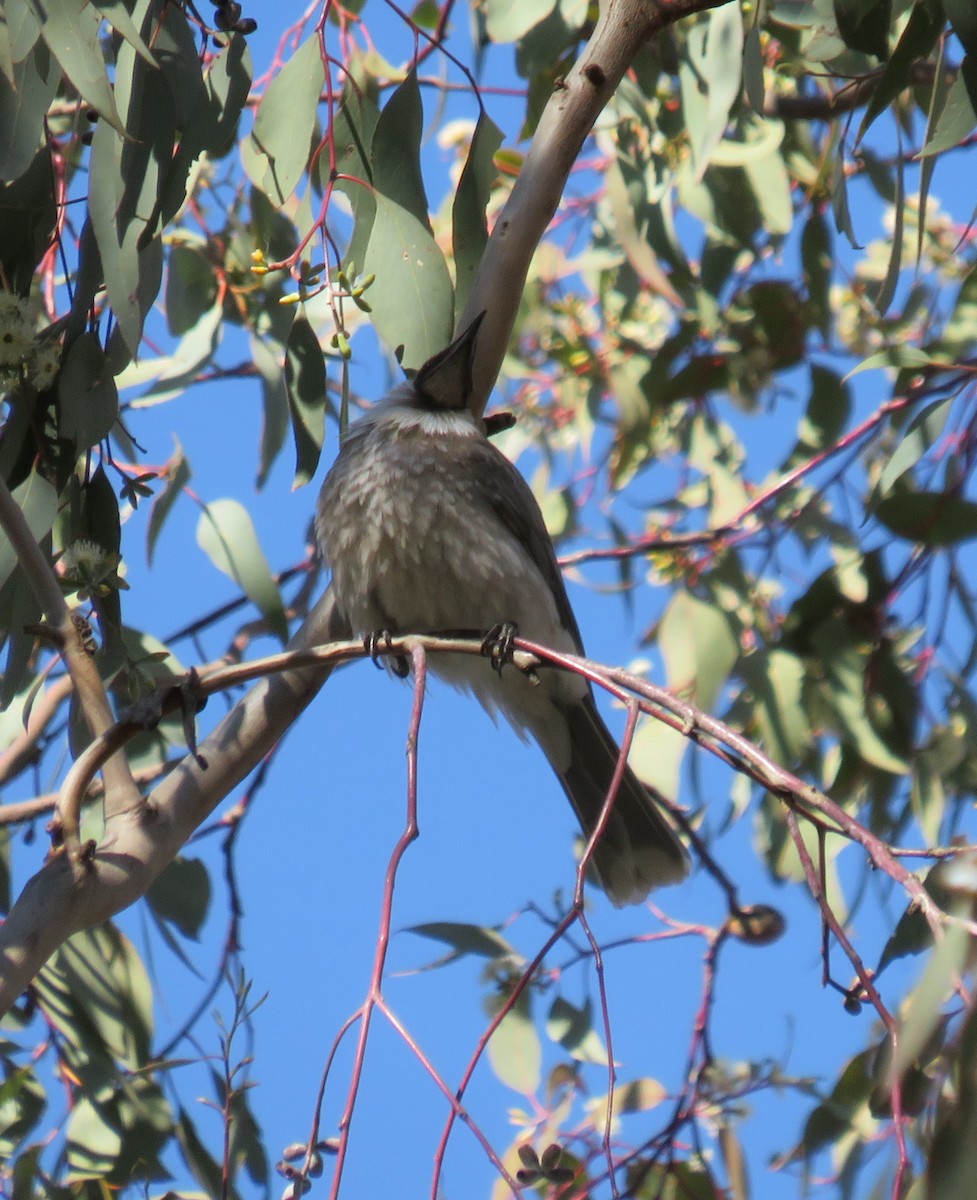 Noisy Friarbird - ML340609781