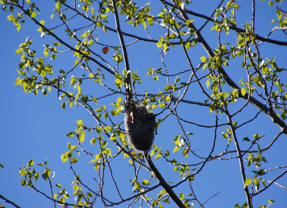 Bullock's Oriole - ML340612101