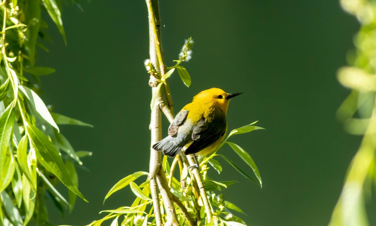 Prothonotary Warbler - ML340614211