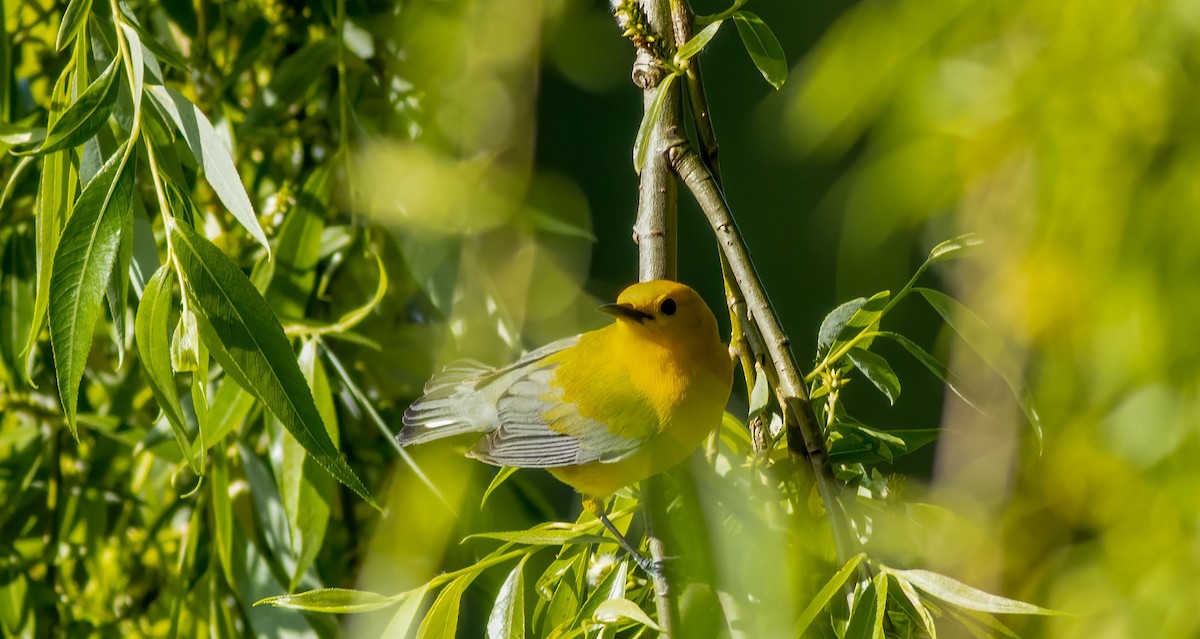 Prothonotary Warbler - ML340614221