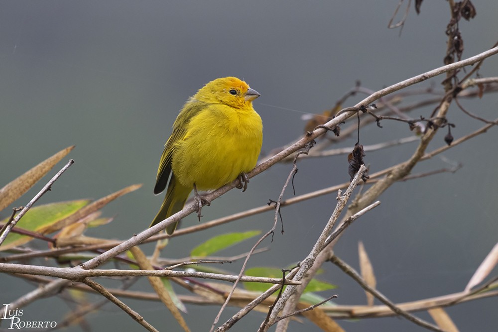 Saffron Finch - ML340614311