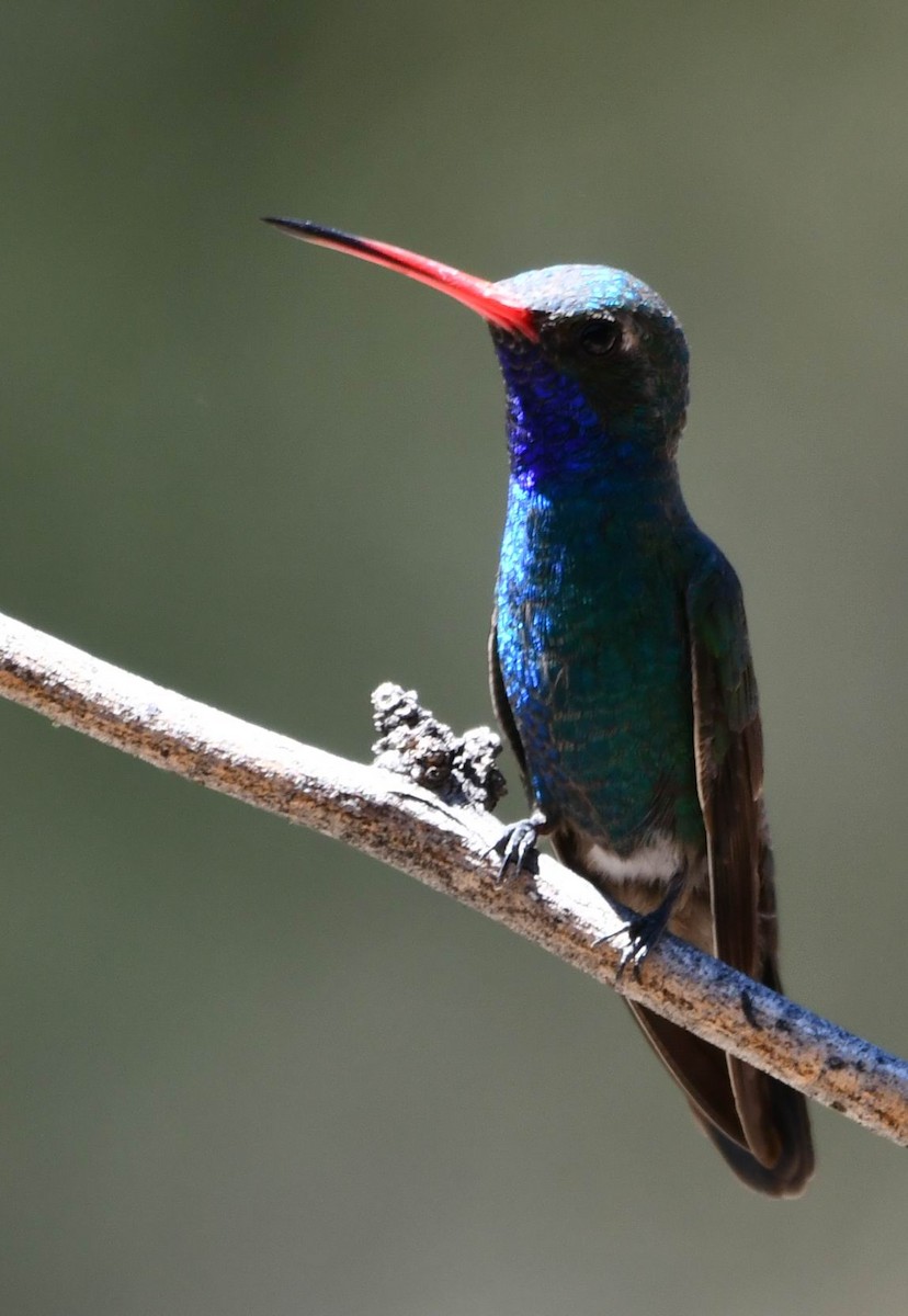 kolibřík širokozobý - ML340616981