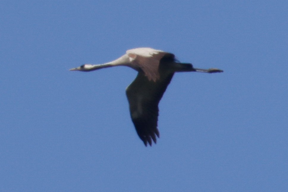 Common Crane - ML340617551