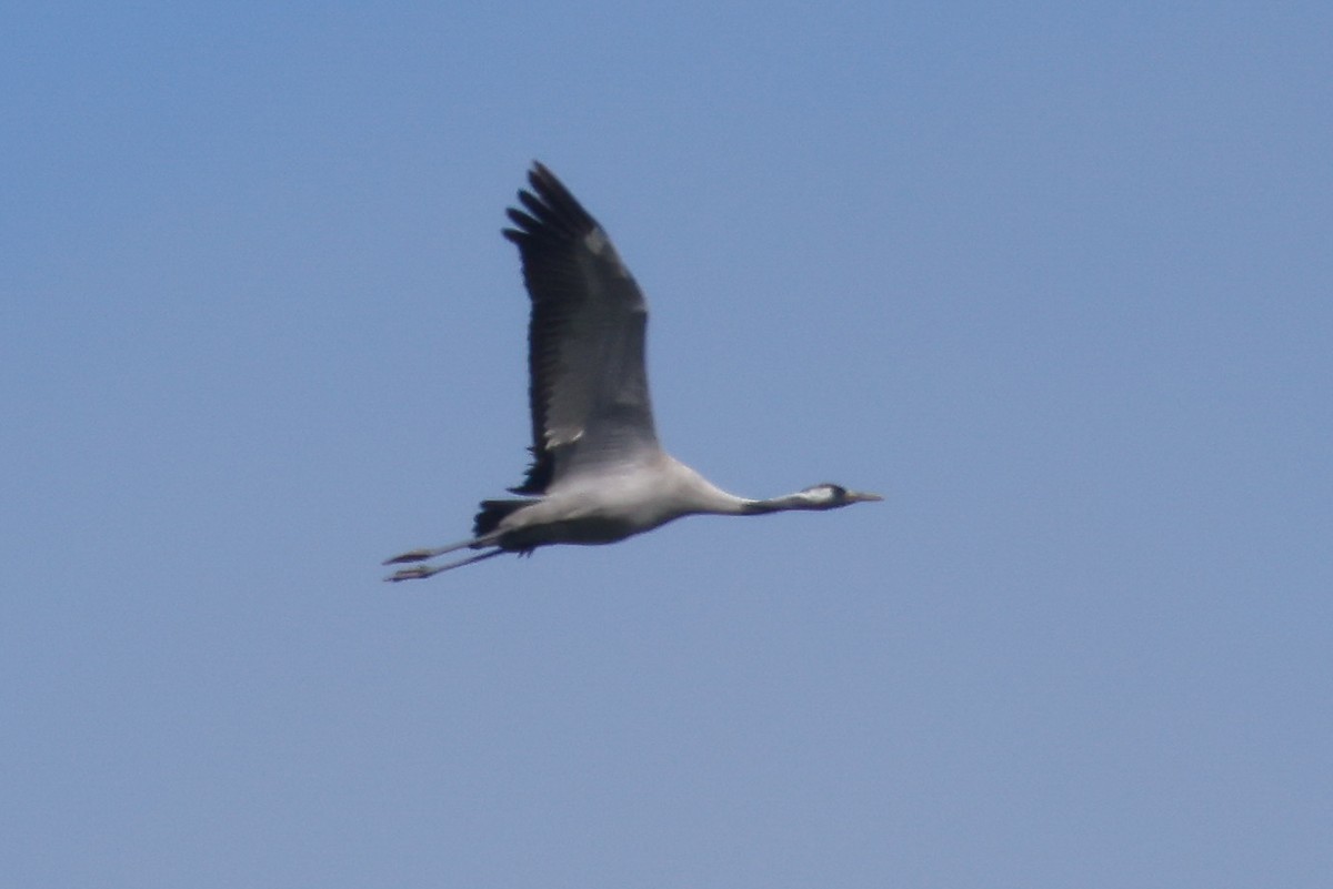 Grulla Común - ML340617561