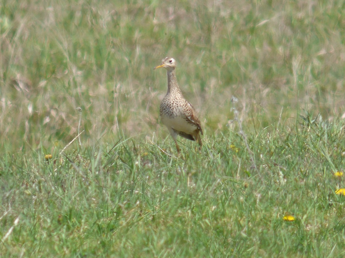 Upland Sandpiper - ML340617831