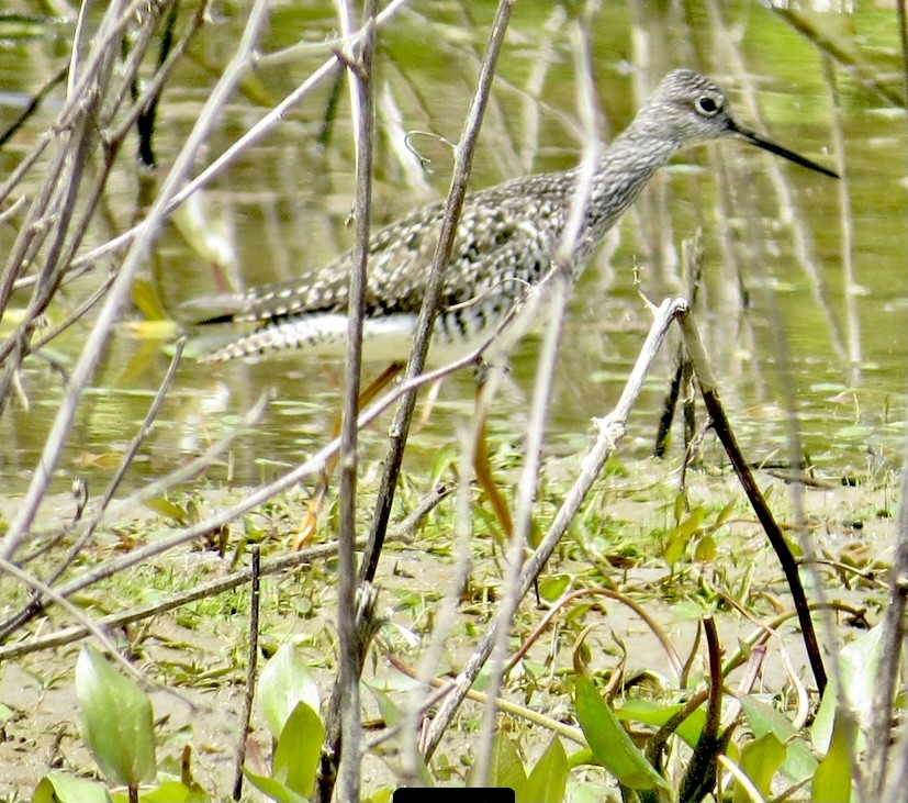 Greater Yellowlegs - ML340618901