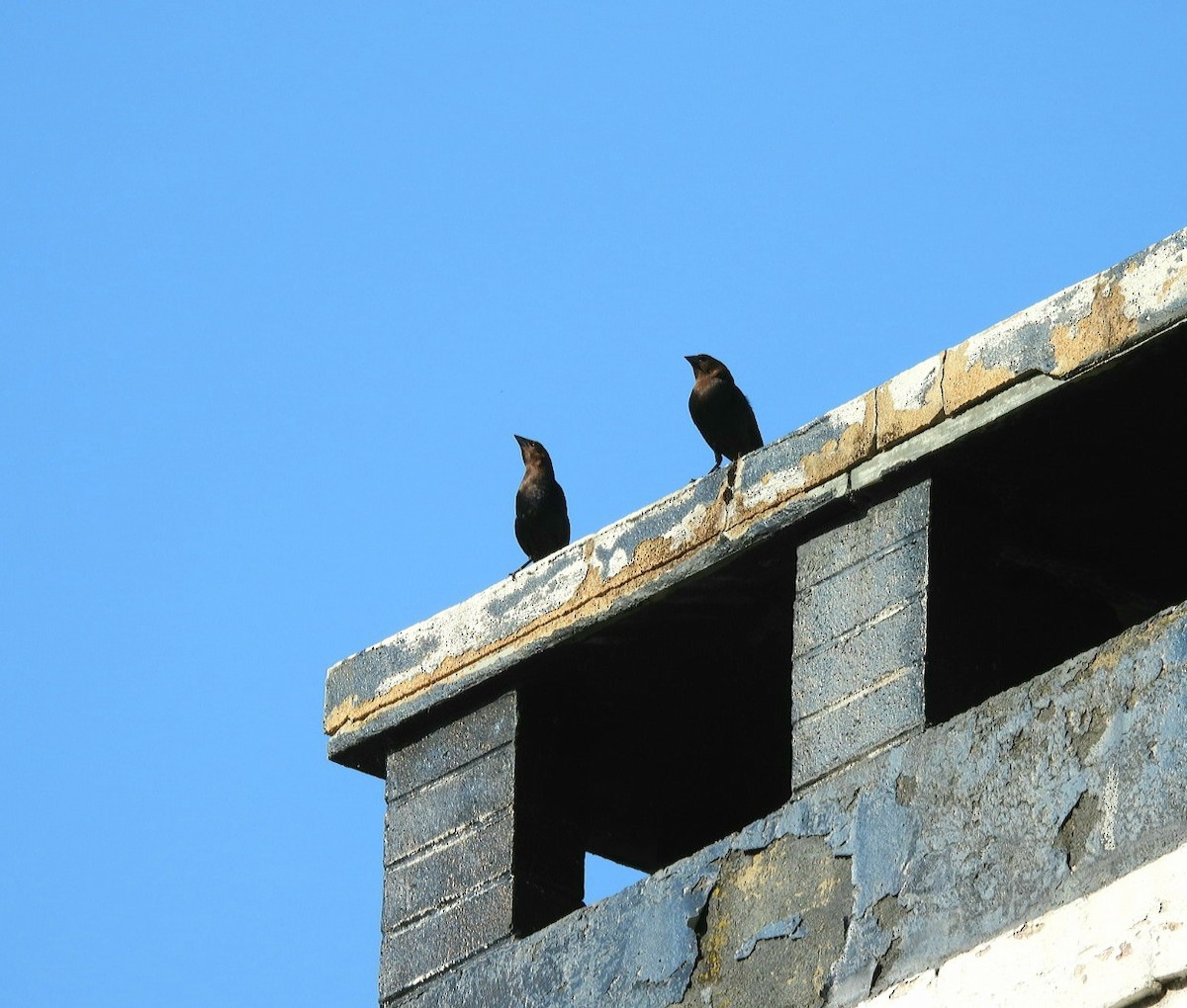 Brown-headed Cowbird - ML340618951