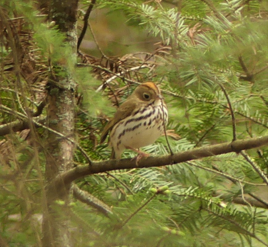 Ovenbird - ML340619021