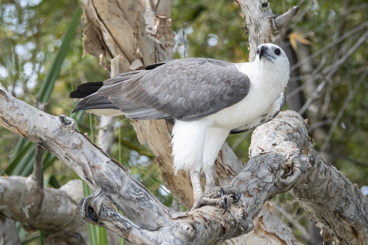 White-bellied Sea-Eagle - ML340620041