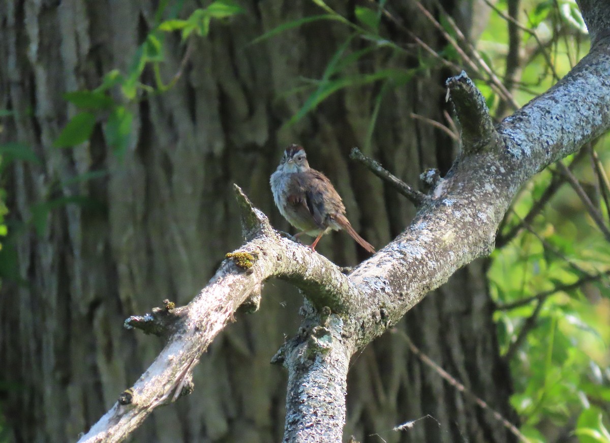 Swamp Sparrow - ML340622081