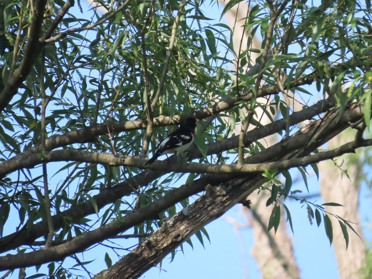 Rose-breasted Grosbeak - ML340622541