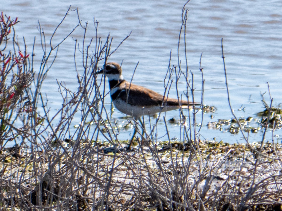 Killdeer - ML340622701