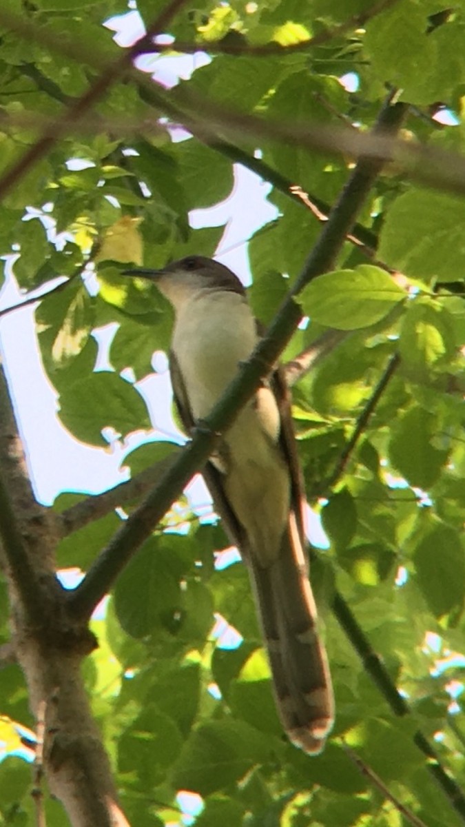 Black-billed Cuckoo - ML340625091