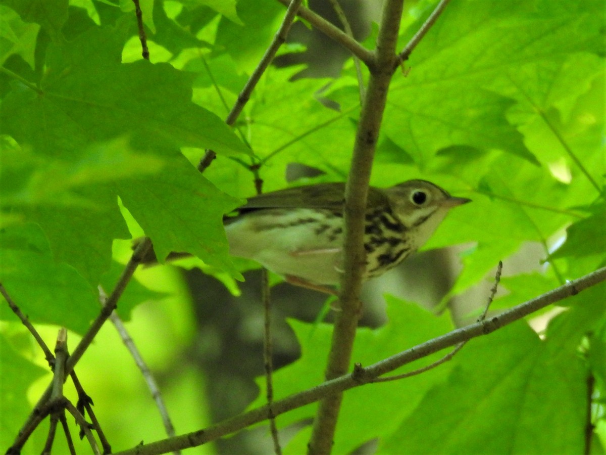 eBird Checklist - 20 May 2021 - Mainagery Farm - 35 species