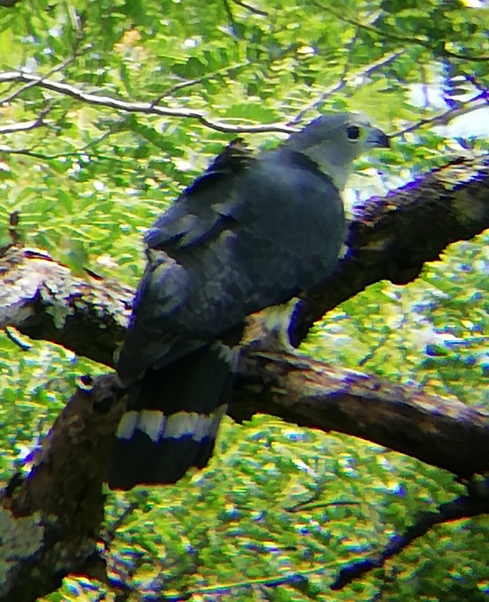 Gray-headed Kite - ML340626231