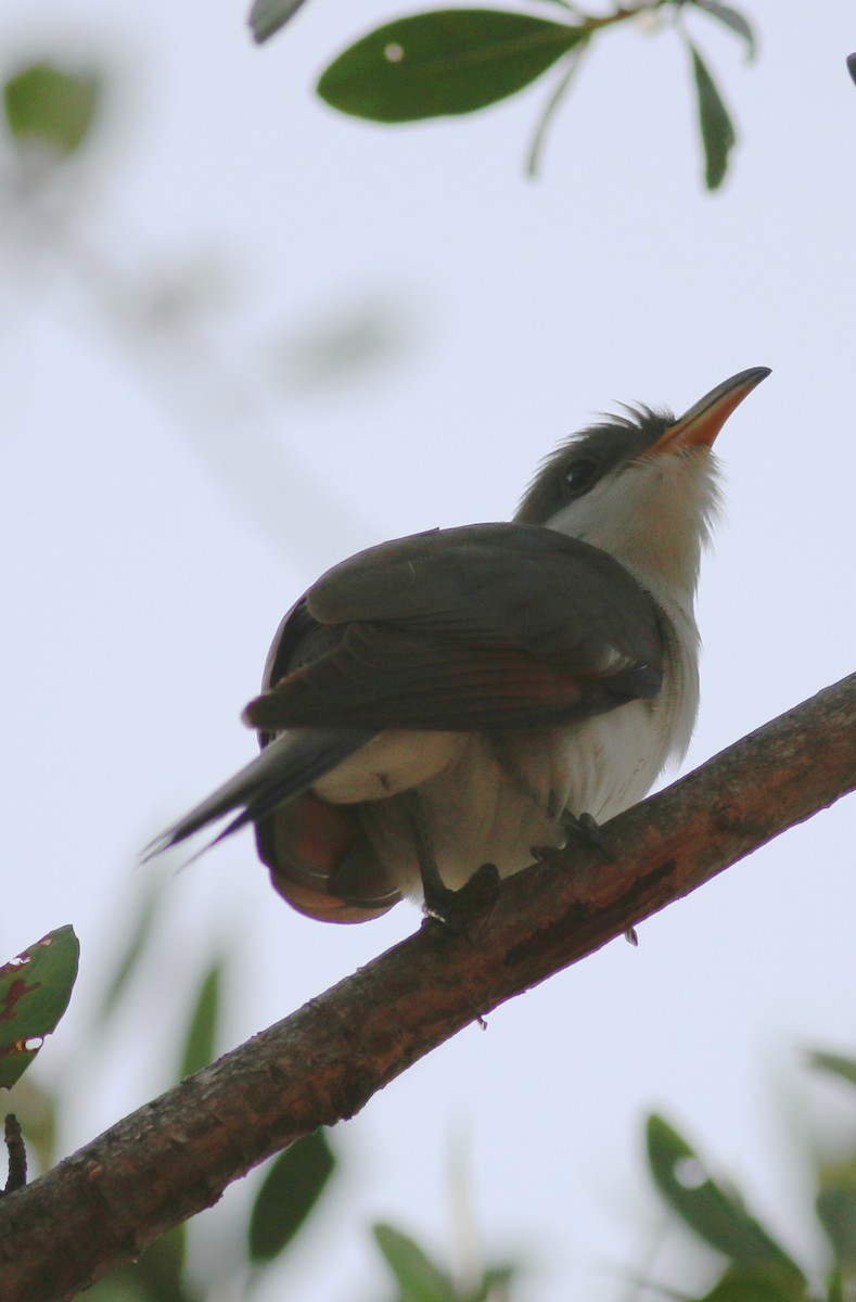 Yellow-billed Cuckoo - ML34062641