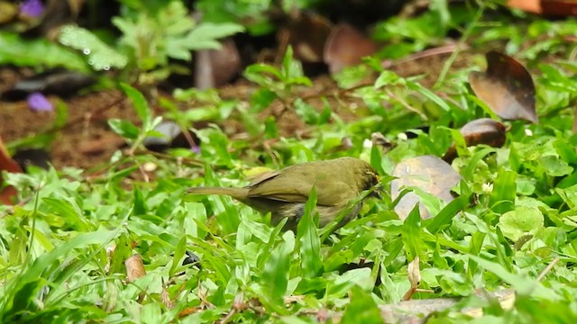 Yellow-faced Grassquit - ML340627421