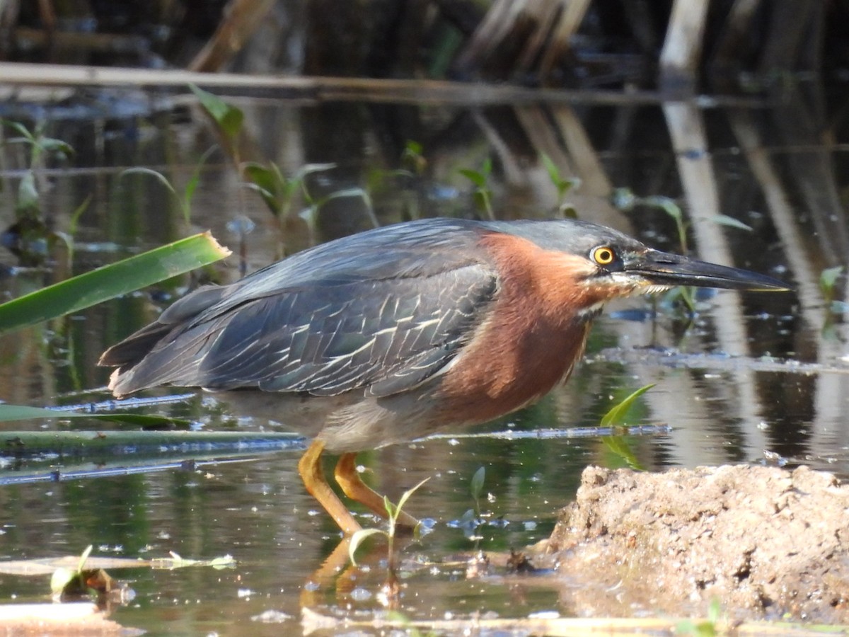 Green Heron - ML340628051