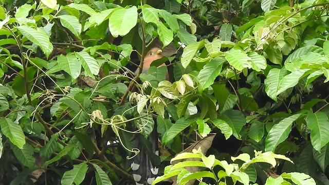 Squirrel Cuckoo - ML340628301