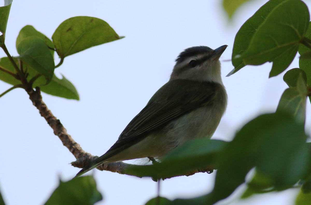 Rotaugenvireo - ML34062971