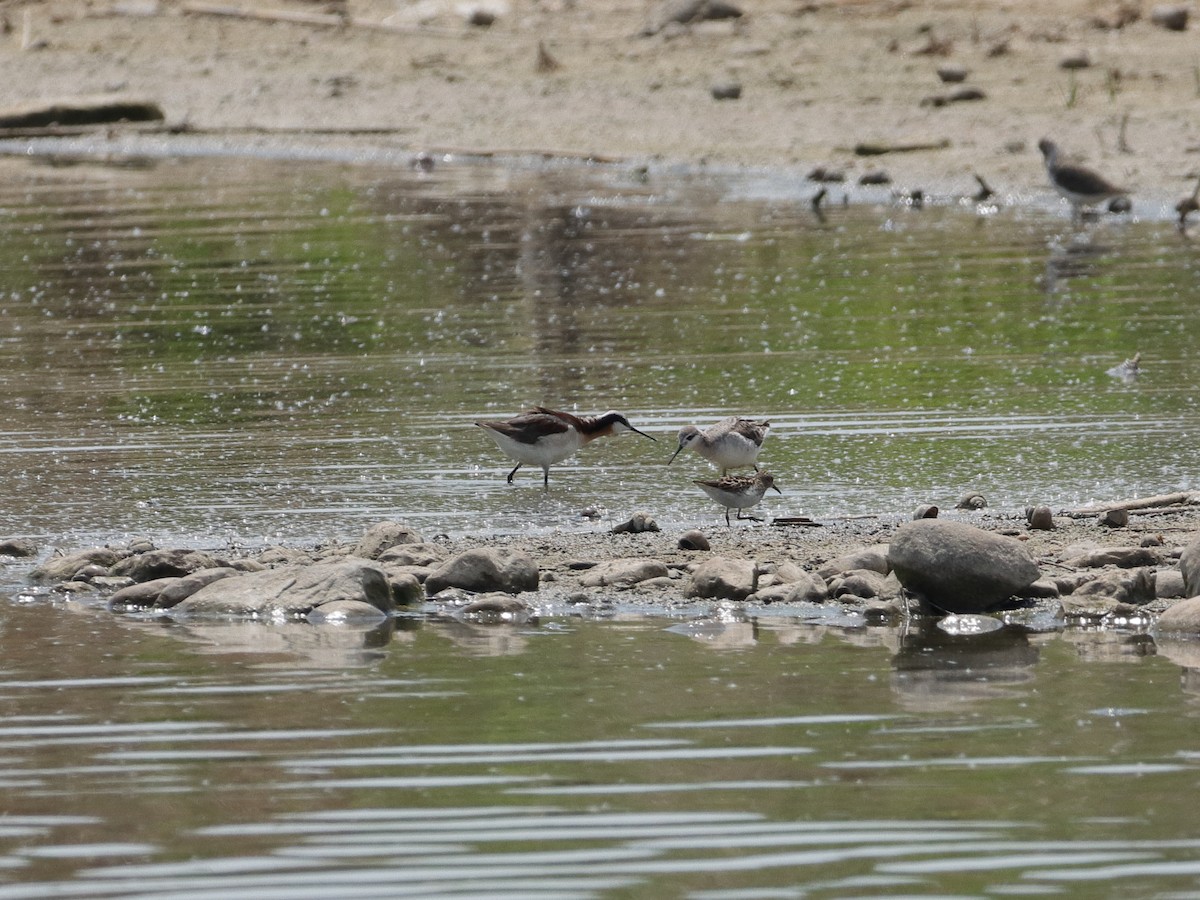 Wilson's Phalarope - ML340630101