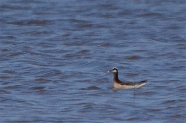 Falaropo Tricolor - ML340630641