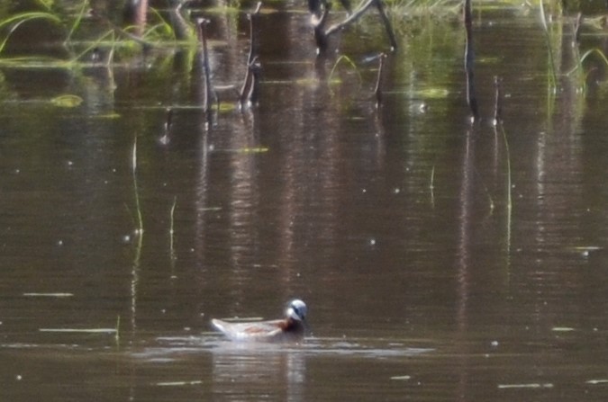 Falaropo Tricolor - ML340630651