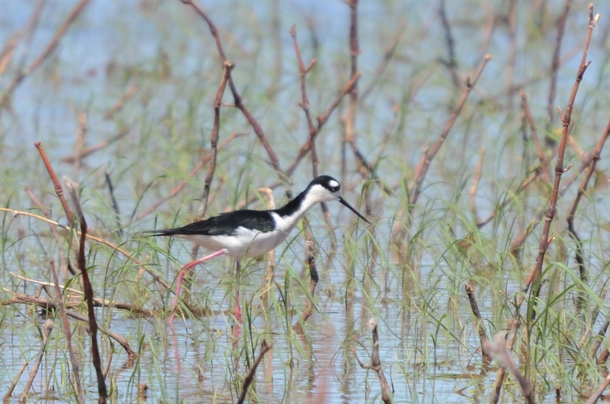 Black-necked Stilt - ML340630671