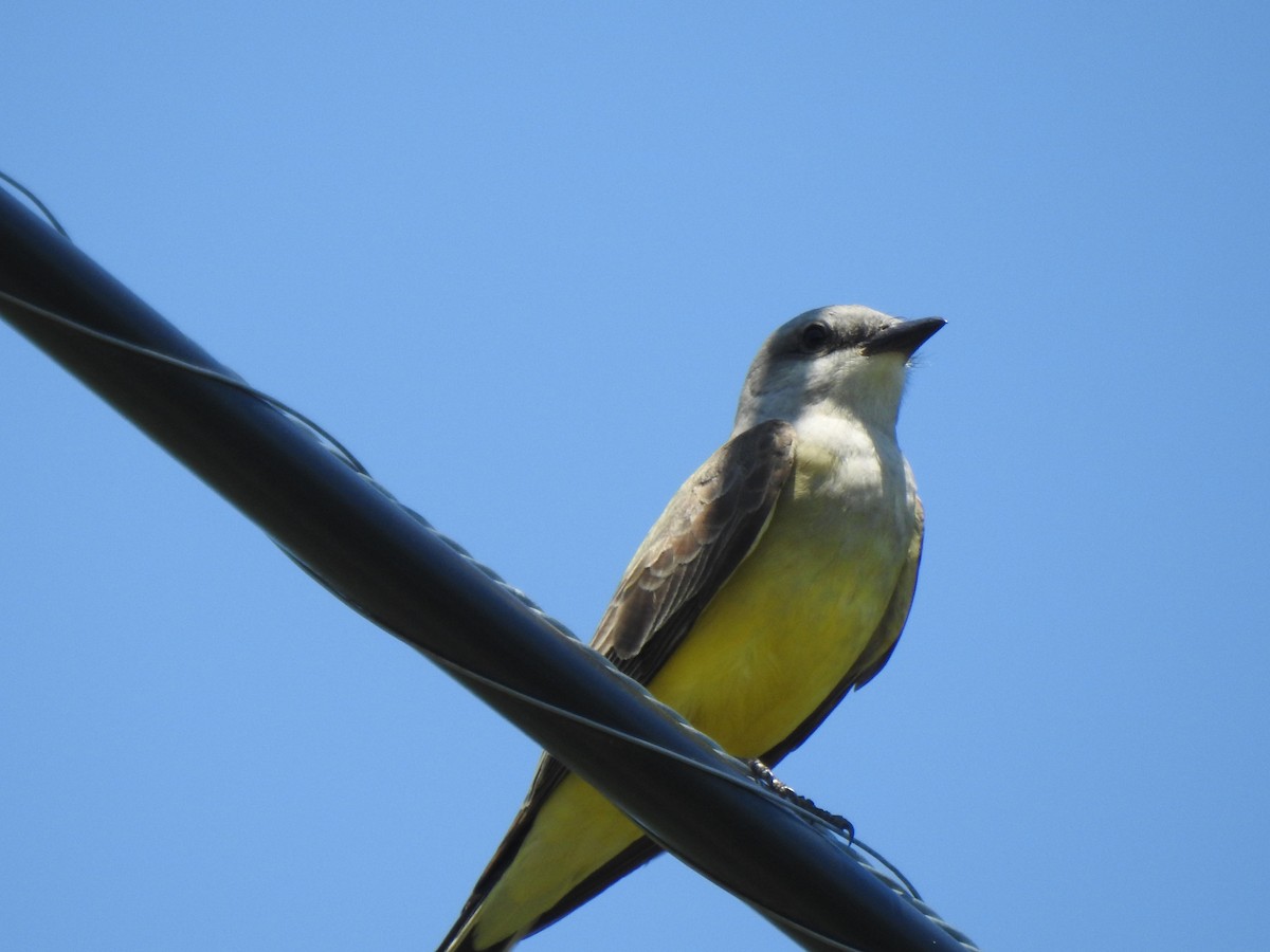 Western Kingbird - ML340631671