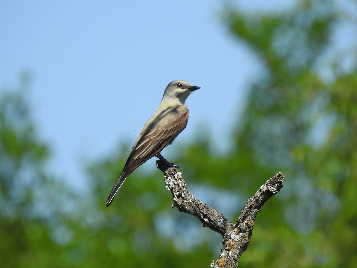 Western Kingbird - ML340631811