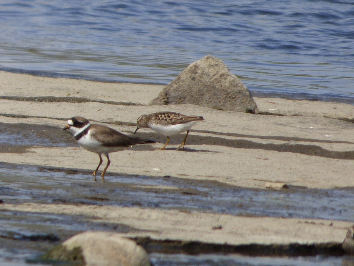 Semipalmated Plover - ML340632591