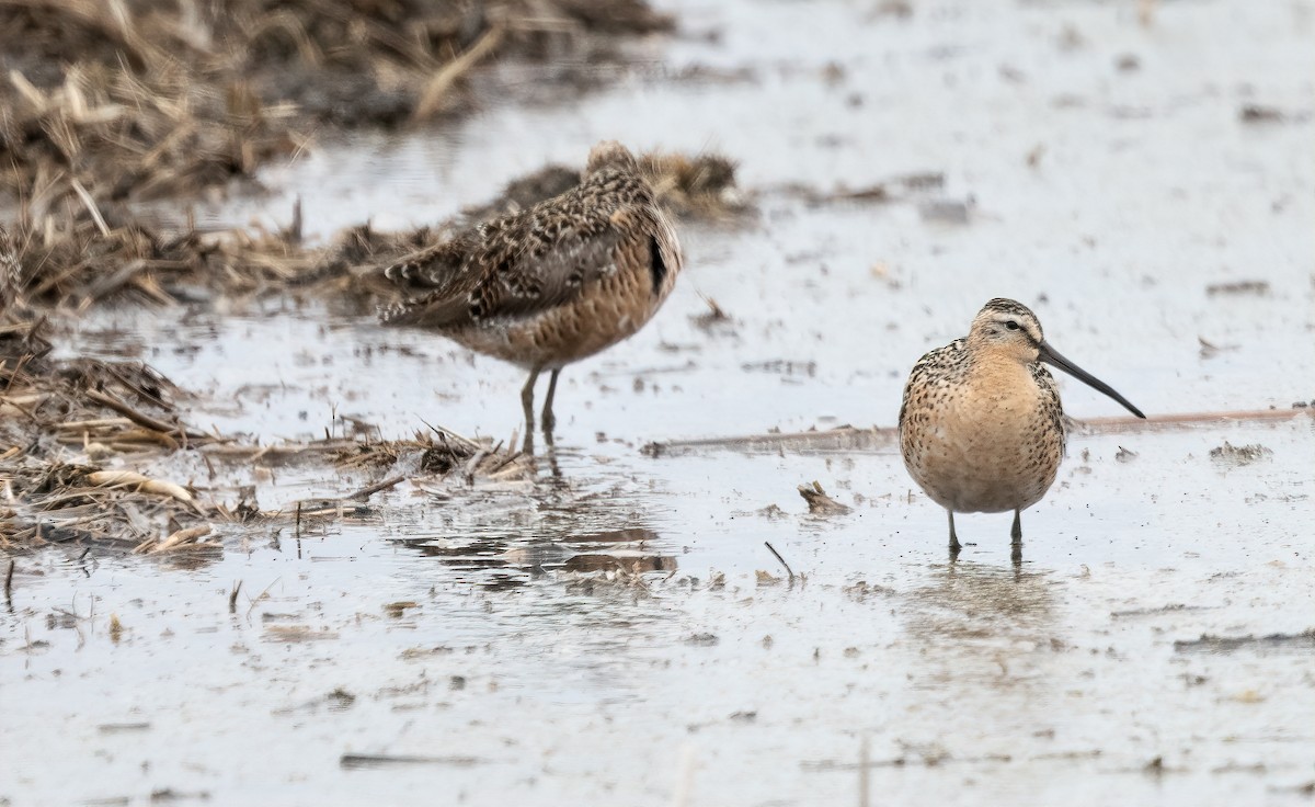 Short-billed Dowitcher - Bob Bowhay