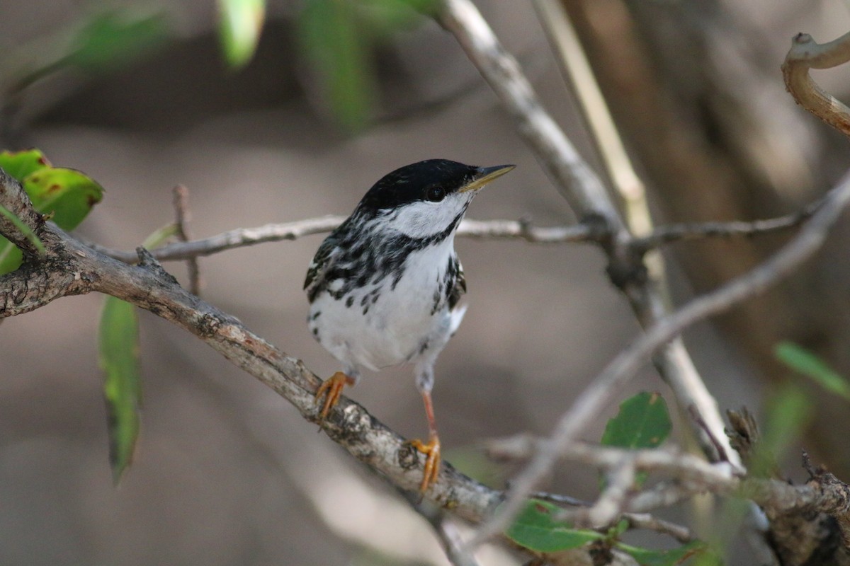 Blackpoll Warbler - ML34063431