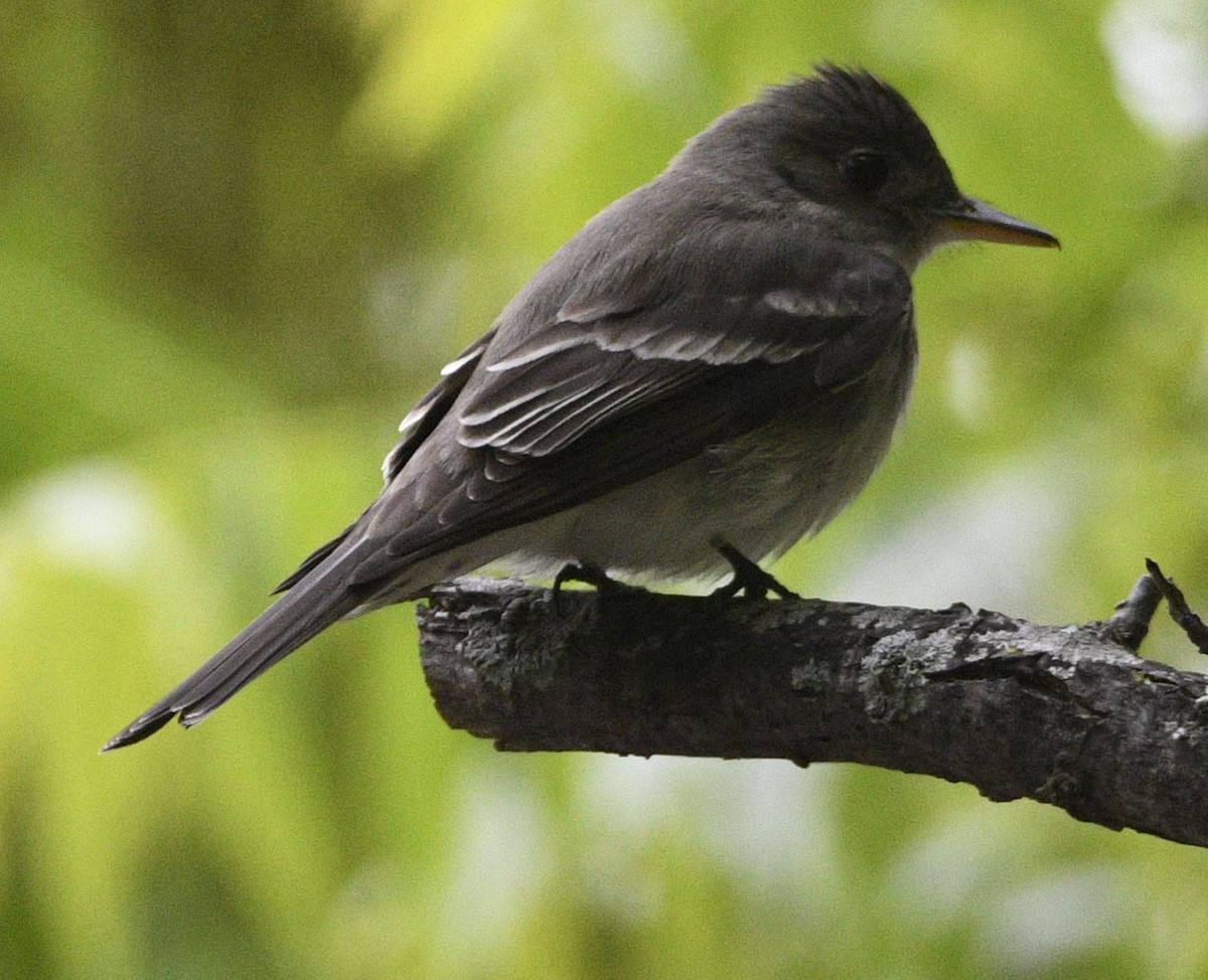 Eastern Wood-Pewee - ML340635121