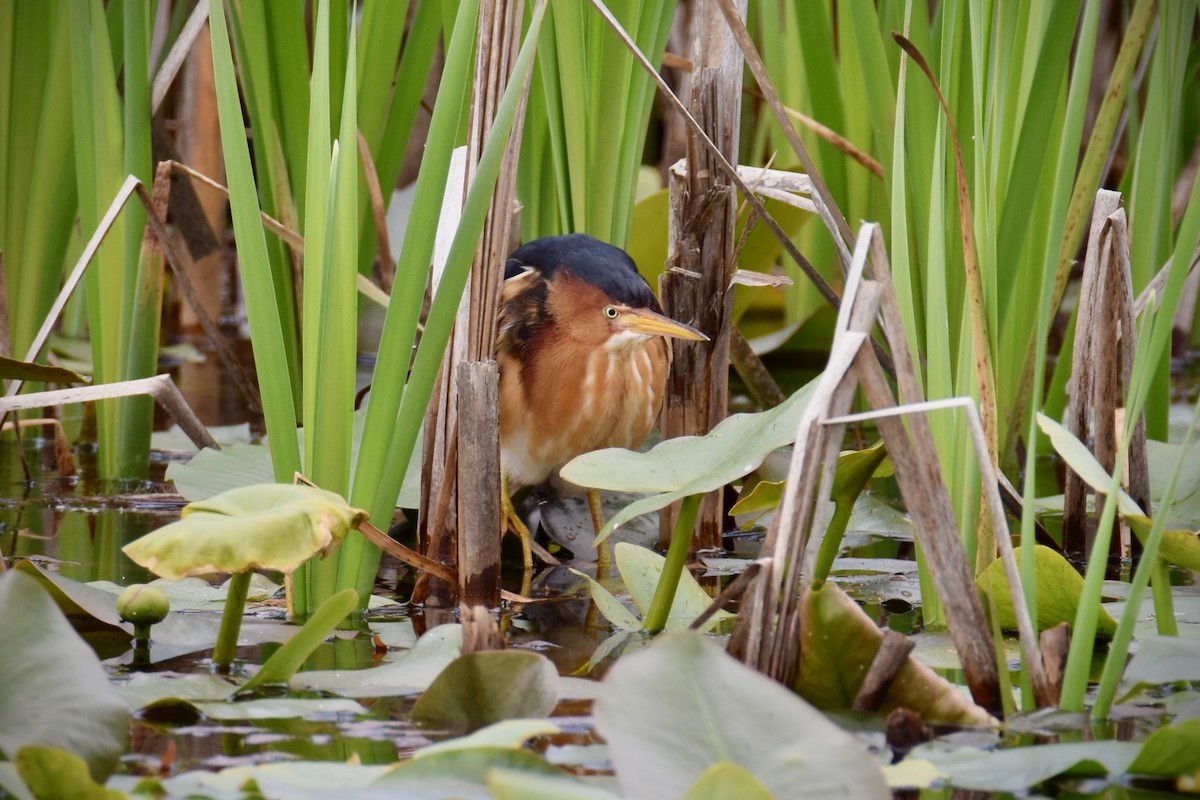 Least Bittern - ML340639501