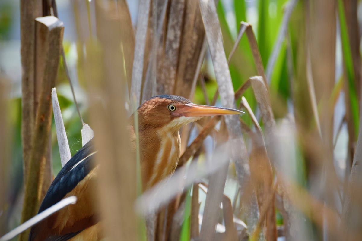 Least Bittern - ML340639571